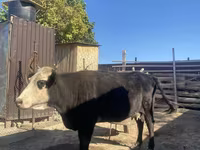 母牛, Latvian Blue cattle — 照片 5