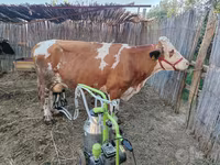 母牛, Simmental cattle — 照片 1