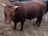 Toro, Vaca kazaja de cabeza blanca — foto 6