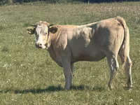 Сиыр, Charolais cattle — 4-сурет