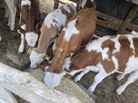 Bulle, Simmental cattle — Foto 4