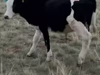 Toro, Raza Auliékol — foto 4