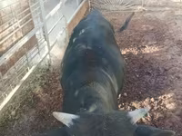 公牛, Cattle — 照片 5