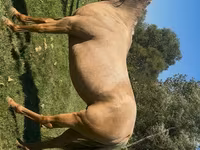 Stute, Quarter Horse — Foto 5