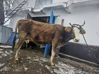 Сиыр, Ірі қара — 2-сурет