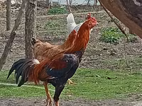 Chickens — Foto 3