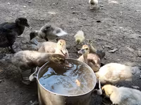 Ducks — Foto 4
