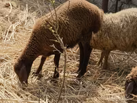 أغنام (دفعة، الجنس غير محدد), Karabakh sheep — الصورة 1