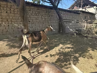 Dişi keçi, Nubian Goat — foto 8