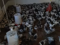 Chickens — الصورة 2