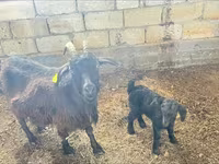 母山羊, Goats — 照片 1