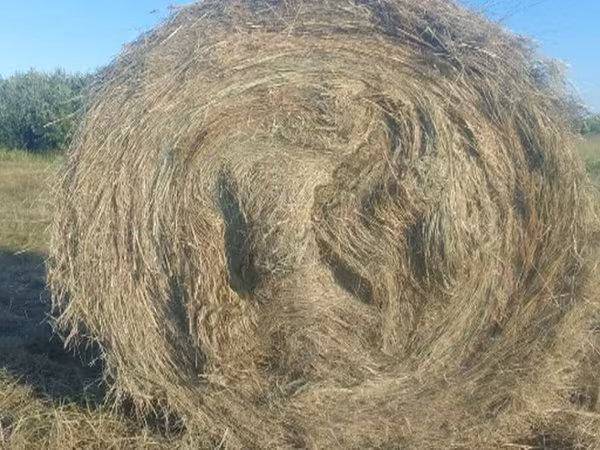 Сено в тюках