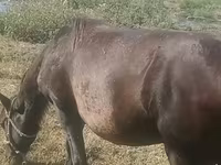Mare, Azerbaijan horse — photo 4