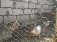 Chickens — Foto 2