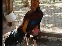 Chickens — الصورة 3