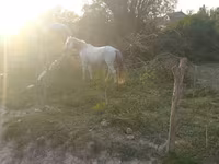 Hengst, Azerbaijan horse — Foto 3