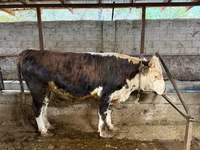 ثور, الماشية — الصورة 1