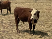 Bulle, Simmental cattle — Foto 3