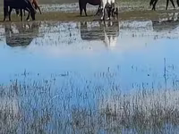 Бие, Horse breed — 1-сурет
