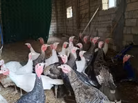 Guinea fowl — Foto 2