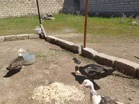 Домашняя мушка — фото 1