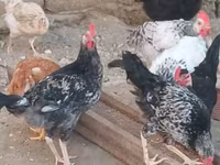Chickens — الصورة 1