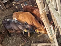 ثور, الماشية — الصورة 3