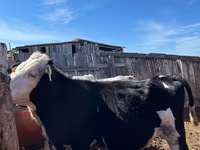 Buqa, Russian Black pied cattle — 3-rasm