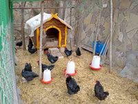 Chickens — foto 5
