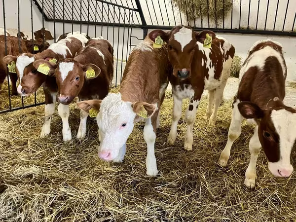 Bulle, Simmental cattle