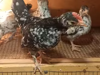 Japanisches Bantam — Foto 4