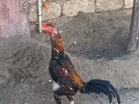 Chickens — foto 1