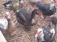 Ducks — الصورة 2