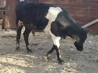 Toro, Raza Holstein — foto 2
