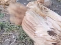 Chickens — الصورة 2