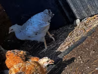 Chickens — Foto 3