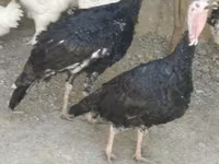 Turkeys — الصورة 3
