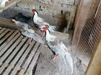 Guinea fowl — Foto 2