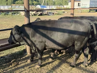 Buğa, Aberdin – Angus — foto 2