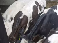 ثور, Russian Black pied cattle — الصورة 6