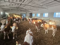Bulle, Simmental cattle — Foto 2