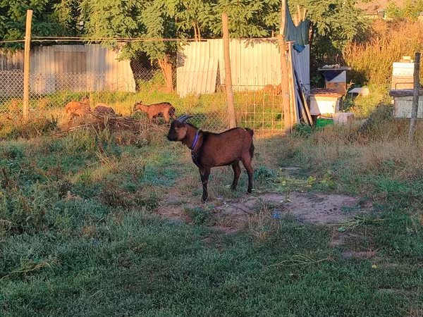 公山羊, Goats