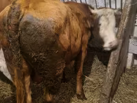 Bulle, Simmental cattle — Foto 4