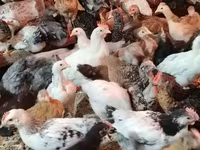Chickens — Foto 1