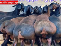 كبش, Baerchuke sheep — الصورة 4