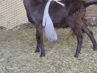 تيس, LaMancha goats — الصورة 2