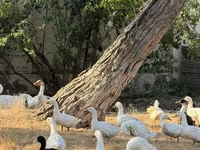 Ducks — 1-сурет