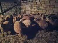 Ovejas (lote, sexo no especificado), Ovejas — foto 8