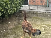 Chickens — 4-rasm