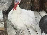 Turkeys — photo 2